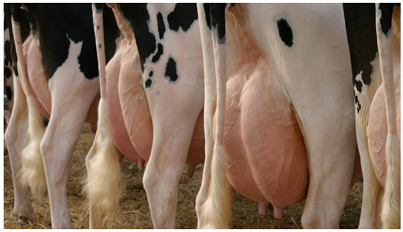 CATTLE: UDDER CARE