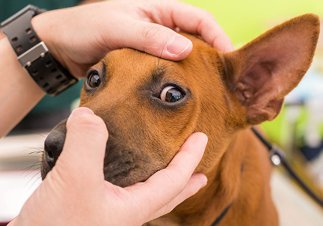 EYE CARE