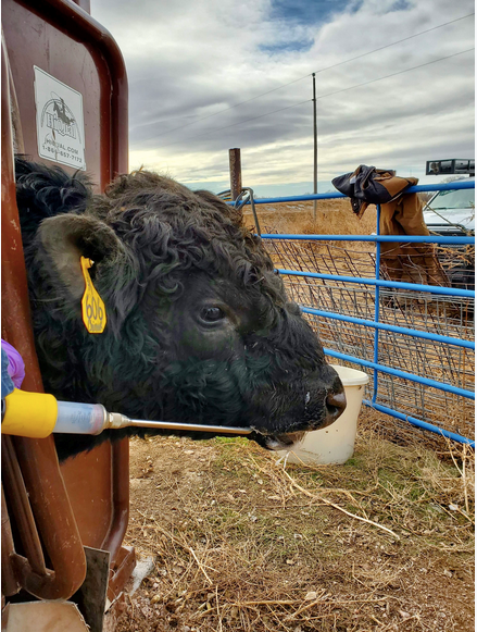CATTLE: WORMERS (DEWORMERS)