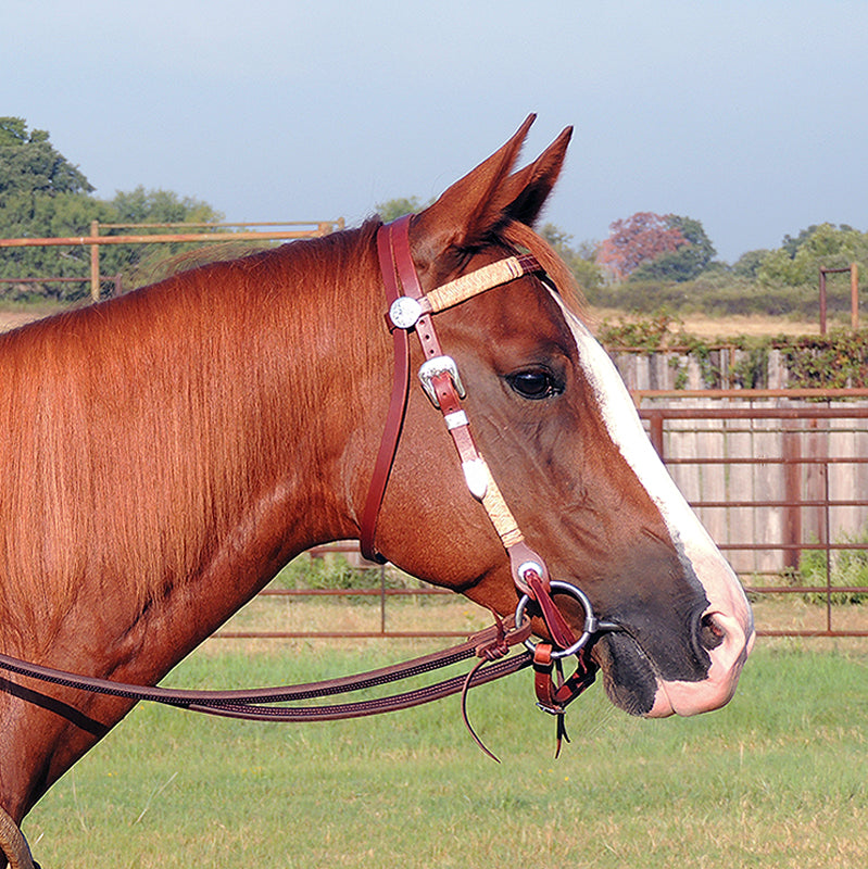 HORSE: BRIDLES & HEADSTALLS