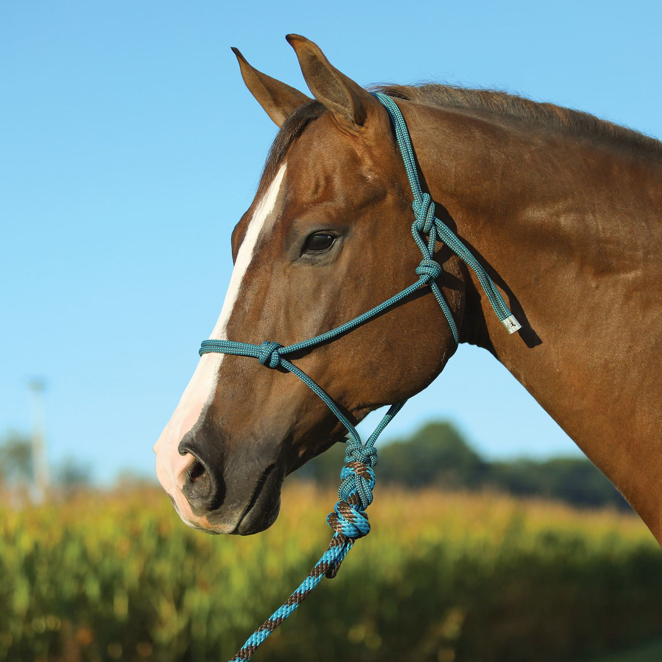 HORSE: HALTERS & LEADS