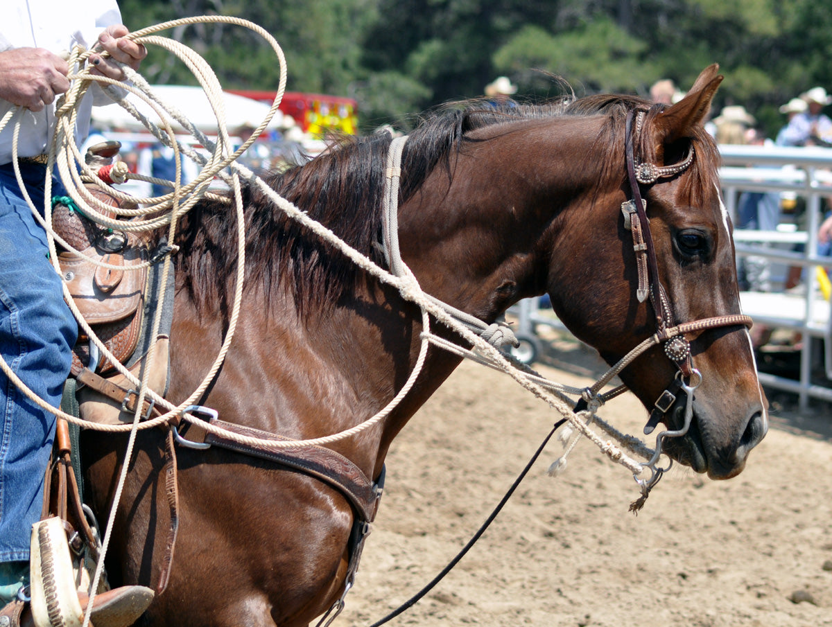 HORSE: ROPES & ROPING EQUIPMENT — Bushland Ranch Store