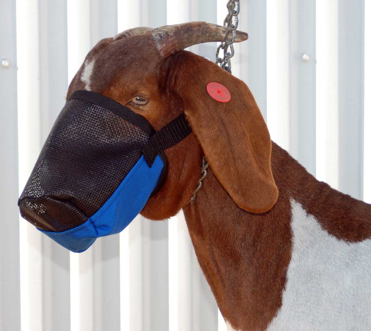 GOAT: MUZZLE