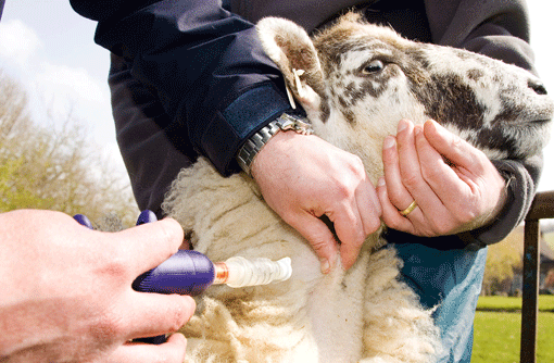 SHEEP: ANTIBIOTICS — Bushland Ranch Store