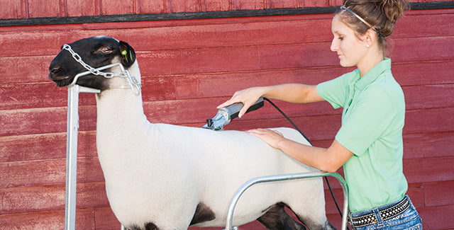 GOAT: SHEARING EQUIPMENT