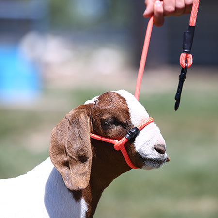 GOAT: EYE & EAR CARE