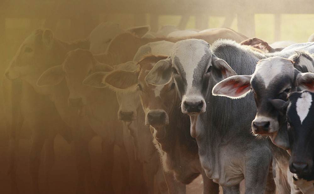 CATTLE: SUPPLIES