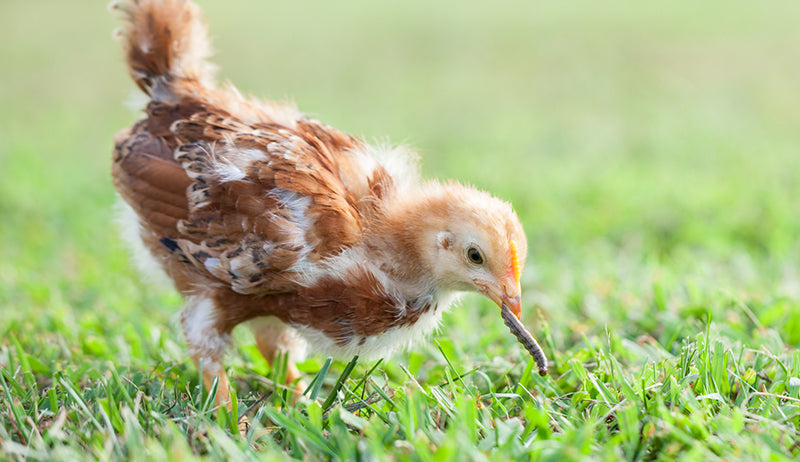 POULTRY: TREATS