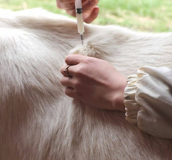 GOAT: VACCINES