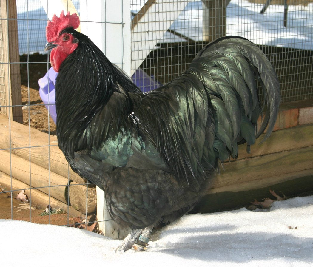 POULTRY: VITAMINS & SUPPLEMENTS