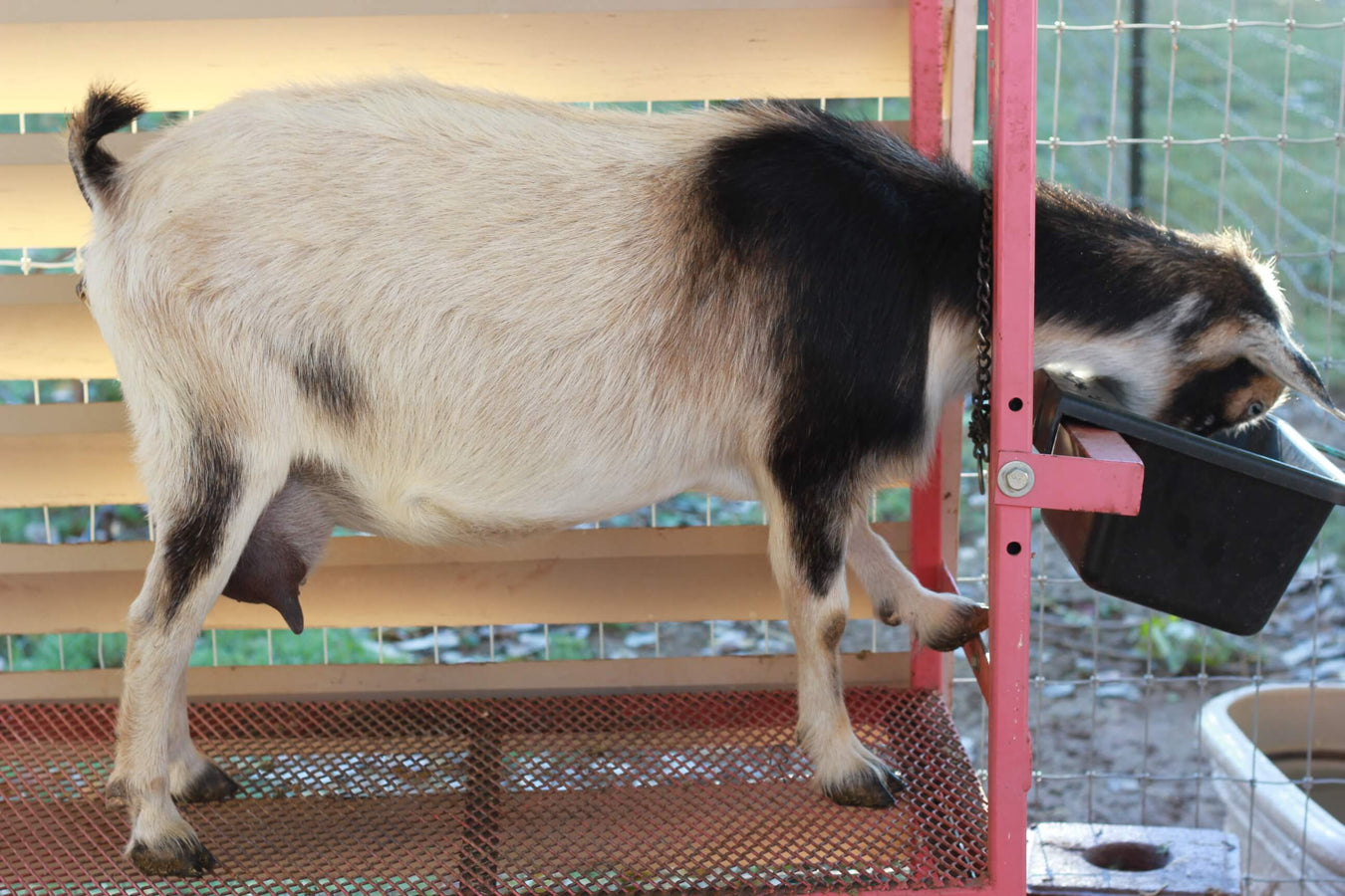 GOAT: VITAMINS & SUPPLEMENTS