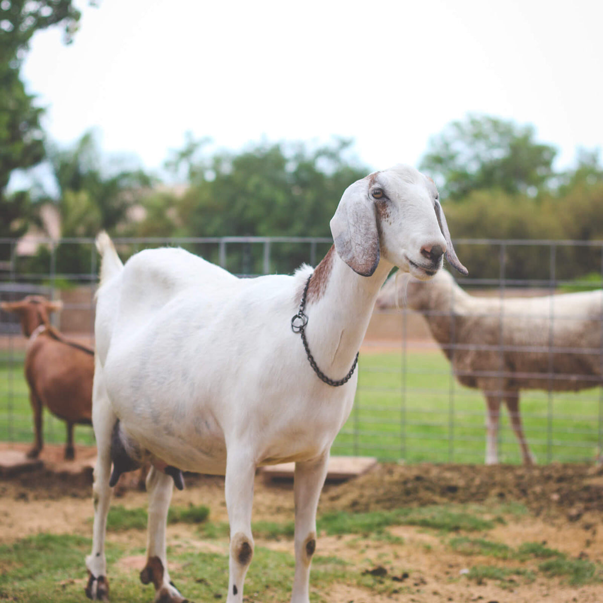 GOAT: WORMERS (DEWORMERS) — Bushland Ranch Store