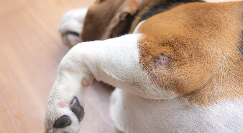 DOG: WOUND CARE