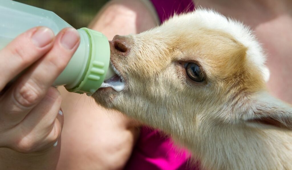 GOAT: MILKING SUPPLIES