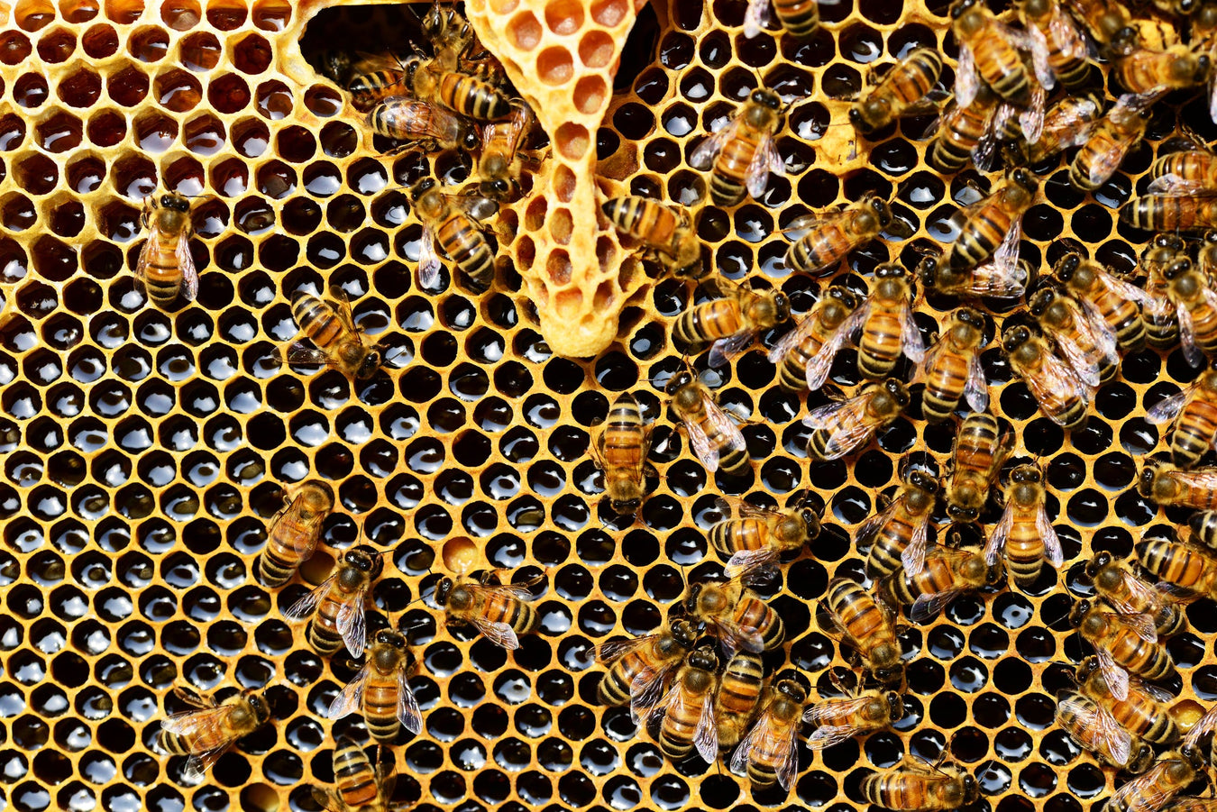 Bee Angel Honey
