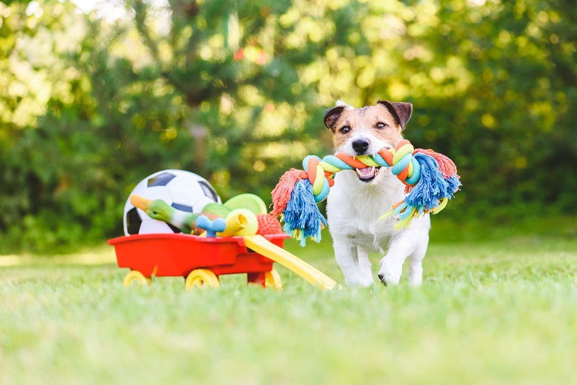 PETS TOY