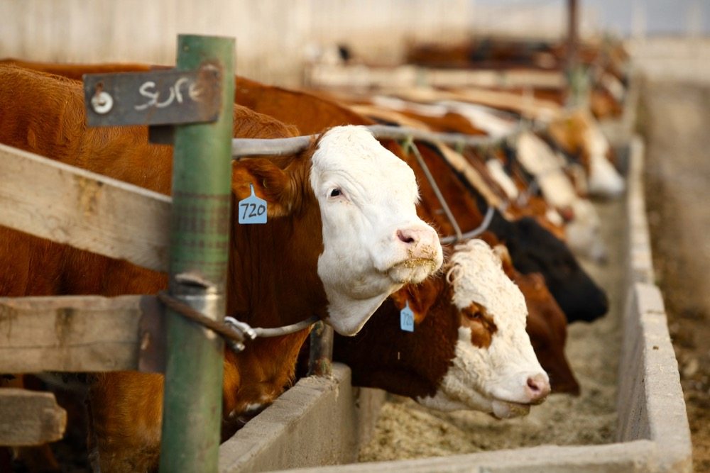 CATTLE: FEEDERS