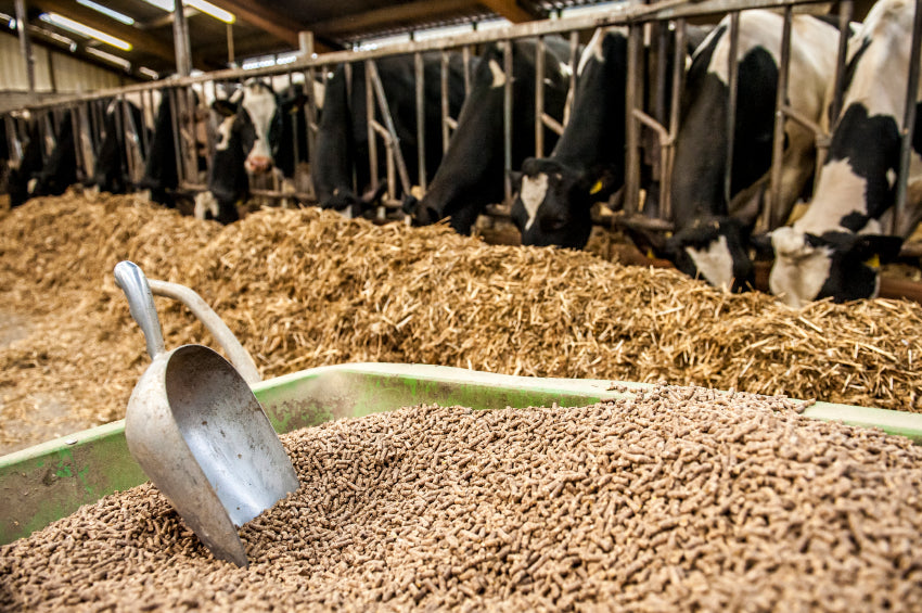 CATTLE: FEED