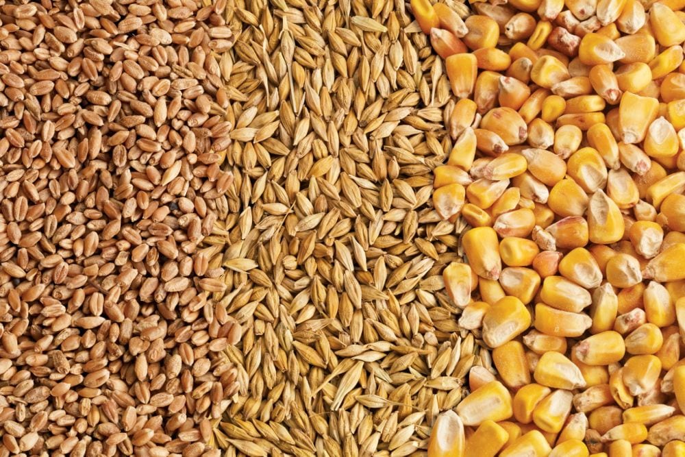 FEED & SEED
