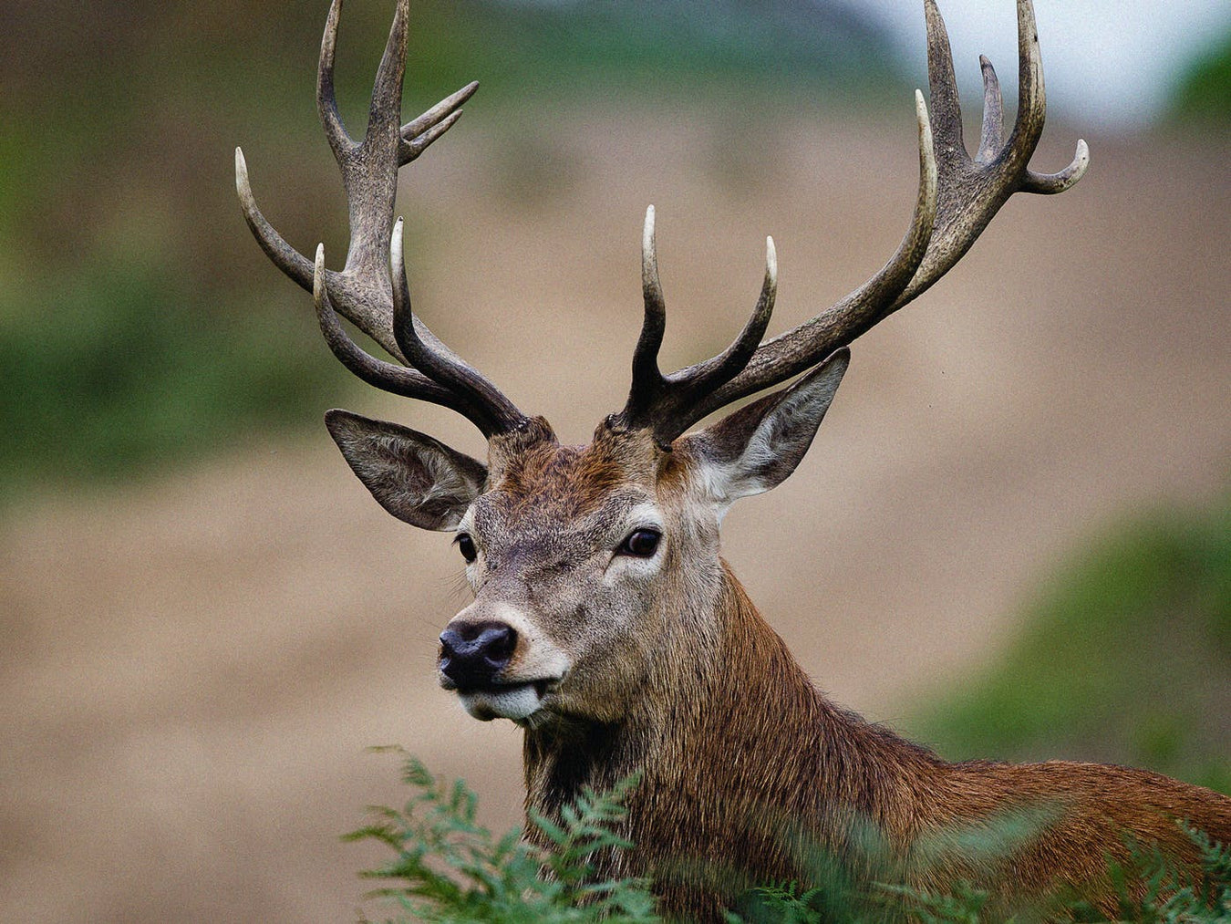 DEER & WILDLIFE: FEEDS