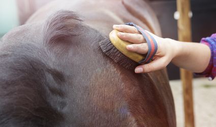 HORSE : GROOMING