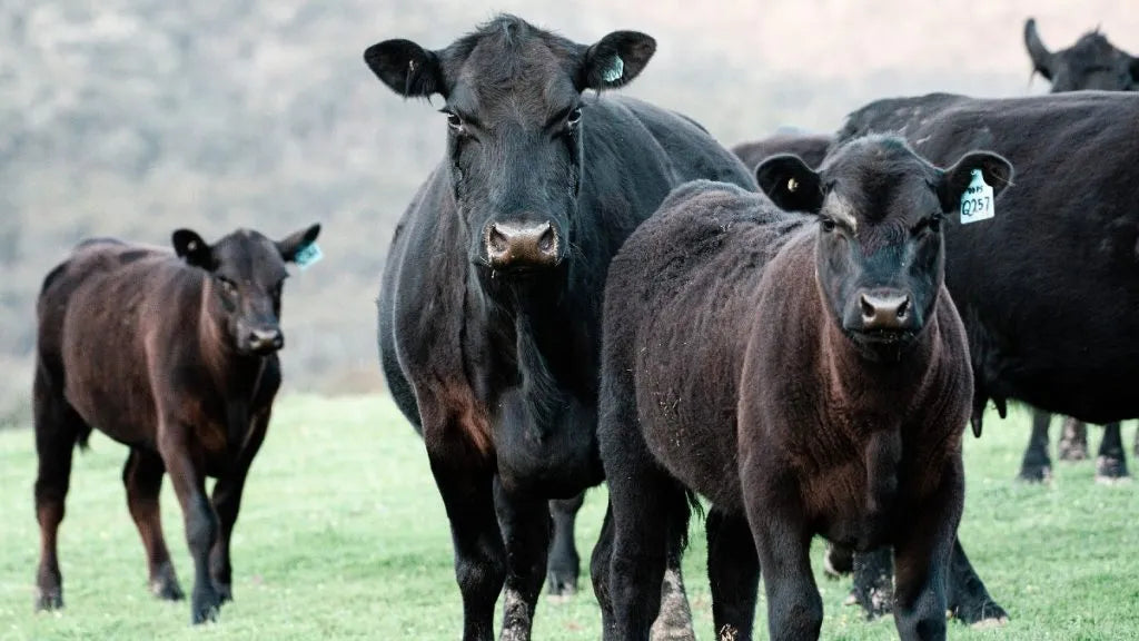CATTLE