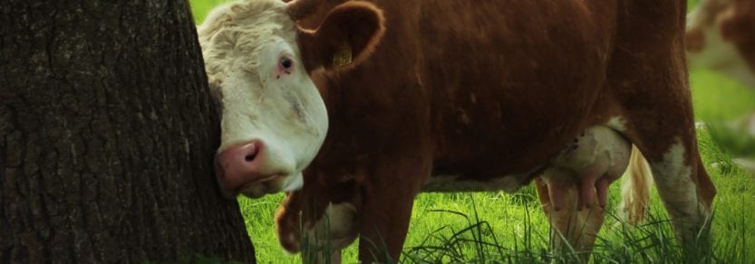CATTLE: GROOMING