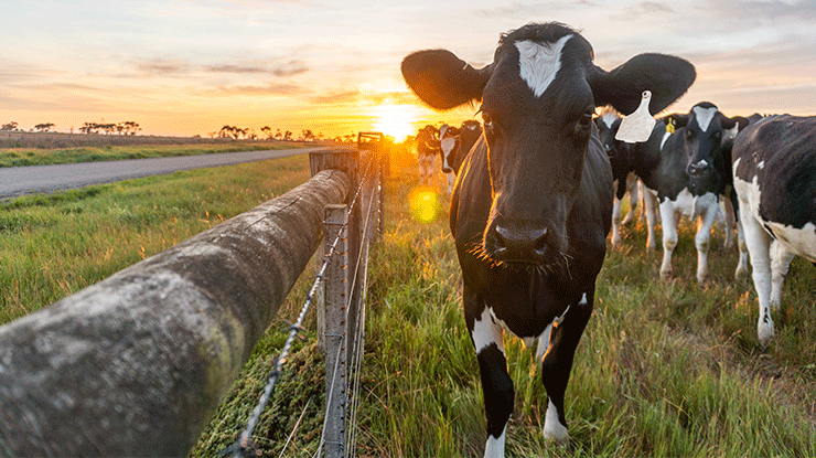CATTLE: DAIRY SUPPLIES