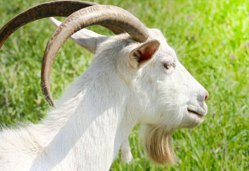GOAT: DEHORNERS