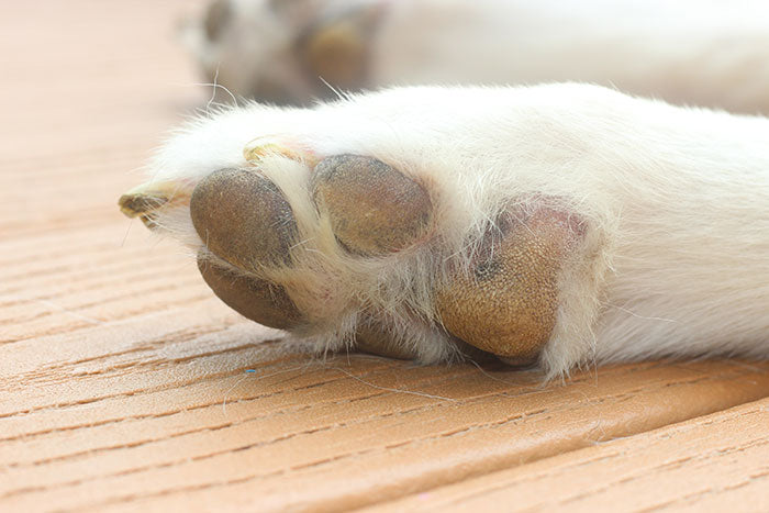 SKIN & COAT CARE - DOG