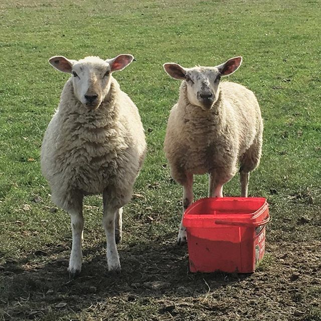 SHEEP: BUCKETS
