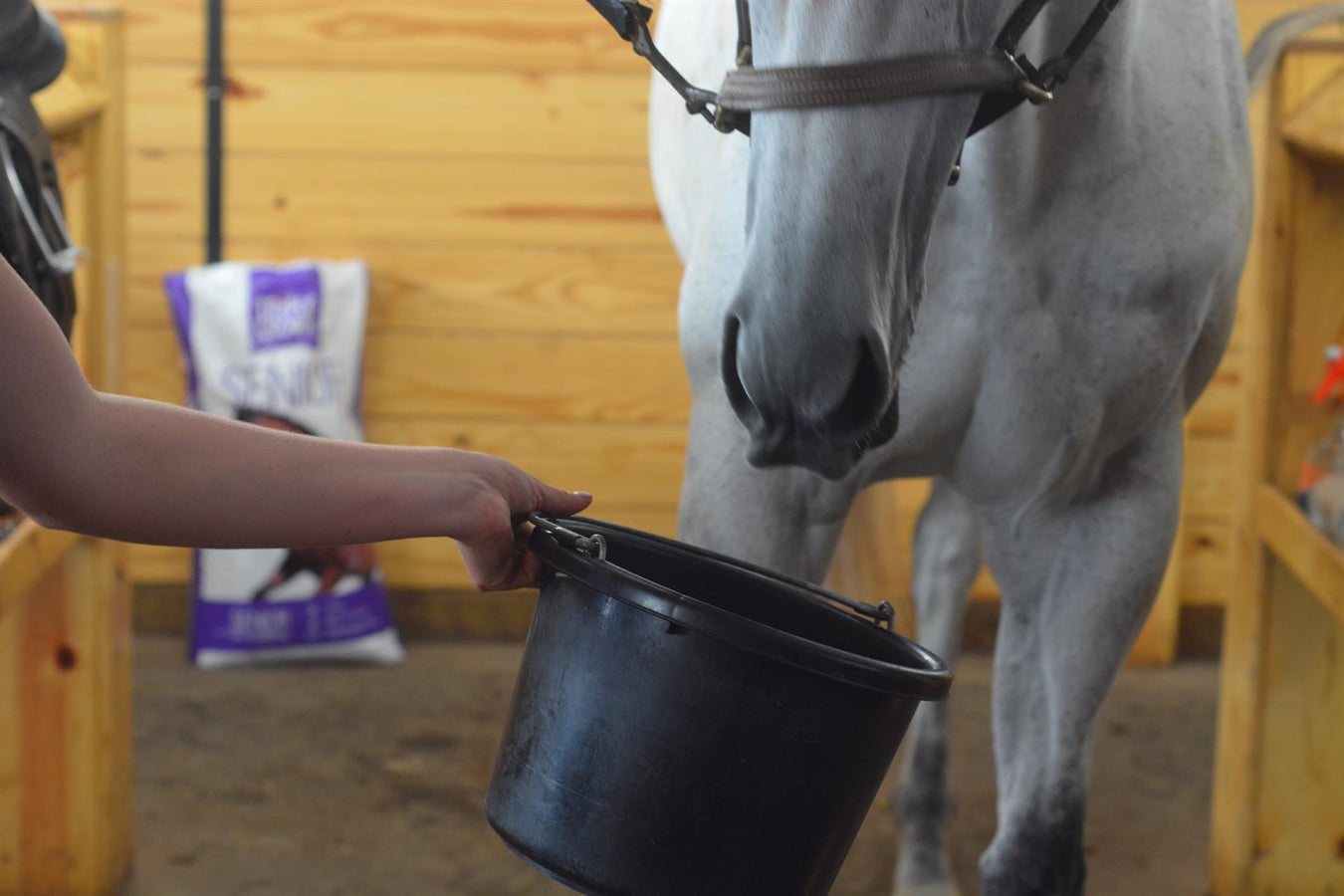 HORSE: FEED