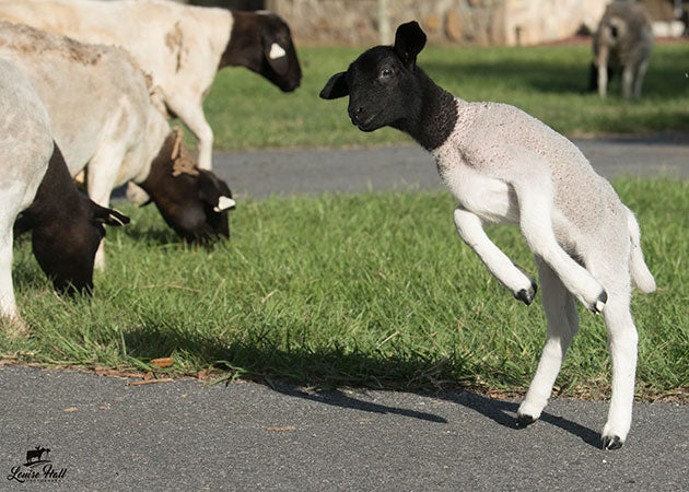 SHEEP: FEED