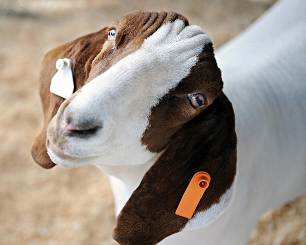 GOAT: IDENTIFICATION & ID TAGS