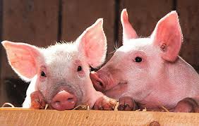SWINE: EYE & EAR CARE