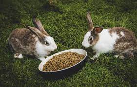 RABBITS: FOOD & TREATS