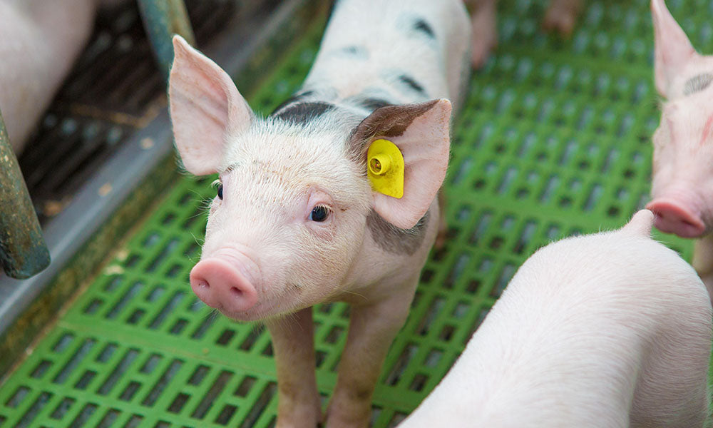 SWINE: IDENTIFICATION & EAR TAGS