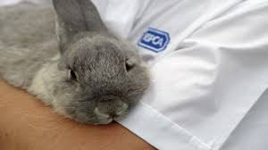 RABBITS: HEALTH