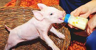 SWINE: BOTTLES & NIPPLES