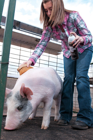 SWINE: GROOMING