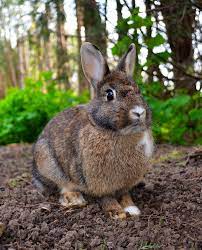 RABBITS