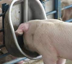 SWINE: FEEDERS & WATERERS