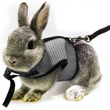 RABBITS: SUPPLIES