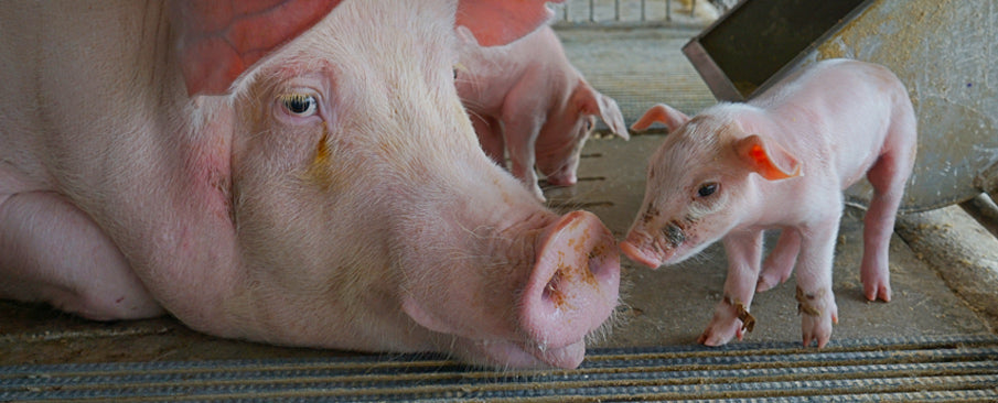SWINE: BREEDING & CASTRATION SUPPLIES