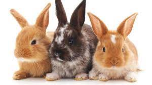 MORE ANIMALS
