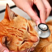 CATS: HEALTH
