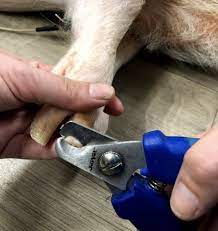 SWINE: HOOF CARE