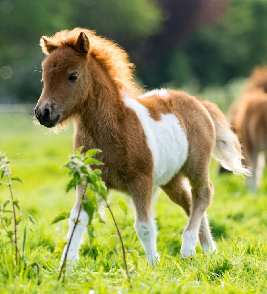 PONY