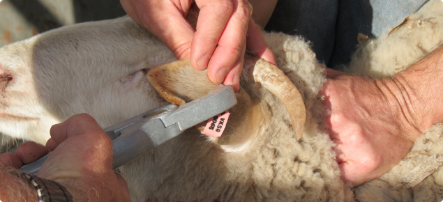 SHEEP: IDENTIFICATION & ID TAGS — Bushland Ranch Store