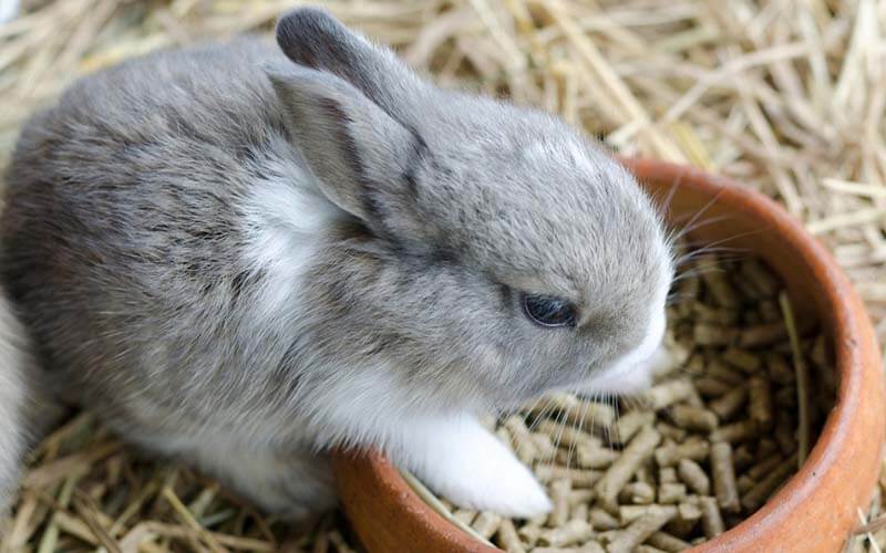 RABBITS: FEED
